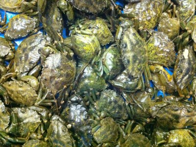 Fishing Bait on Devon Peeler Crab Sea Fishing Bait Ebay