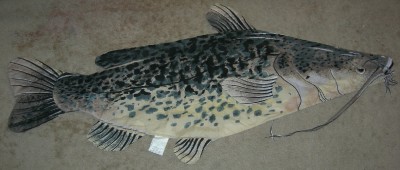 giant catfish body pillow