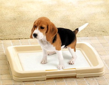 puppy dog pad tray potty training patch mat toilet new puppy dog pad 