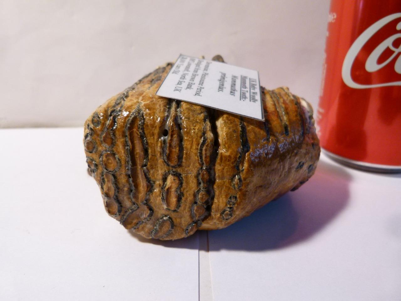 Antique Fossil Woolly Mammoth Tooth Dredged from Brown Bank North Sea #sm - Picture 1 of 1