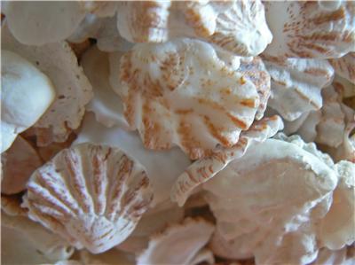 200 KITTENS PAW seashells CATS PAW SHELLS Marco Island | eBay