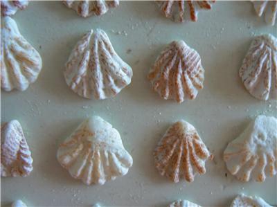 200 KITTENS PAW seashells CATS PAW SHELLS Marco Island | eBay