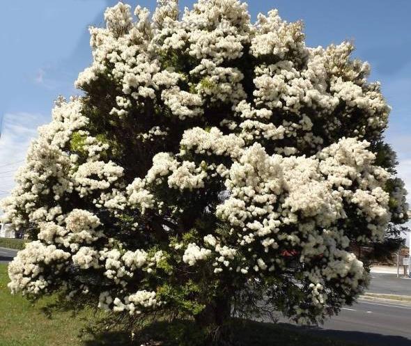 snow in summer melaleuca linariifolia 250 seed ebay snow in summer melaleuca linariifolia 250 seed ebay