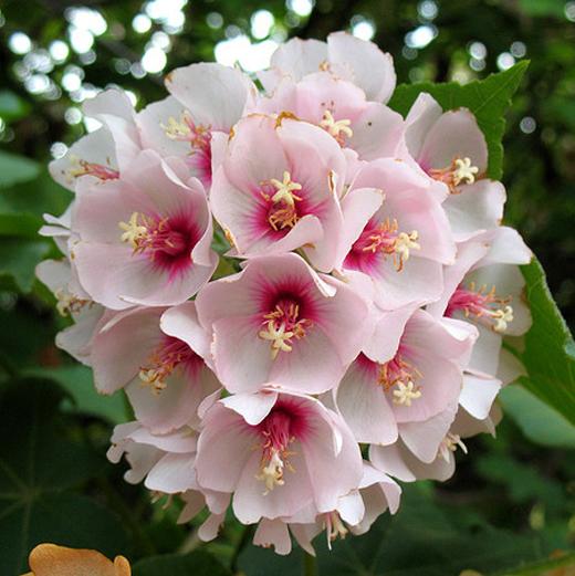 Pink Wild Pear (Dombeya burgessiae) 15 Seeds eBay