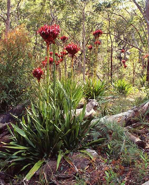 Gymea or Giant Lily (Doryanthes excelsa) 100 Fresh Seed eBay