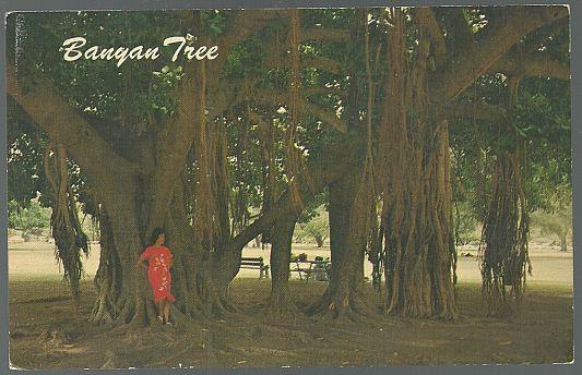 Image for POSTCARD OF BANYAN TREE, HONOLULU, HAWAII