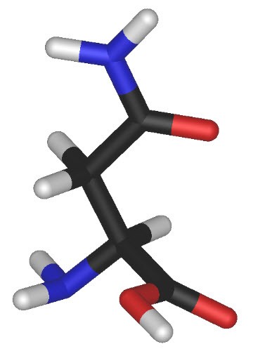 Asparagine Molecular Model Kit
