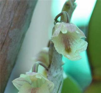 Photos of Orchid plants,Den. nathanielis  1 plant
