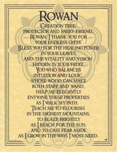 Rowan Tree Parchment Book of Shadows Page or Poster!