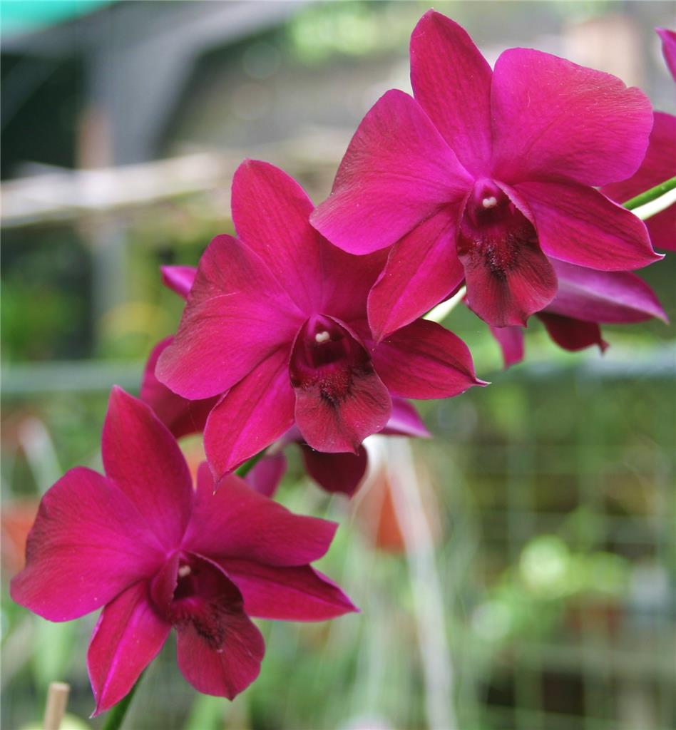 Orchid Dendrobium Supernova 'RED' Prolific Blooming eBay