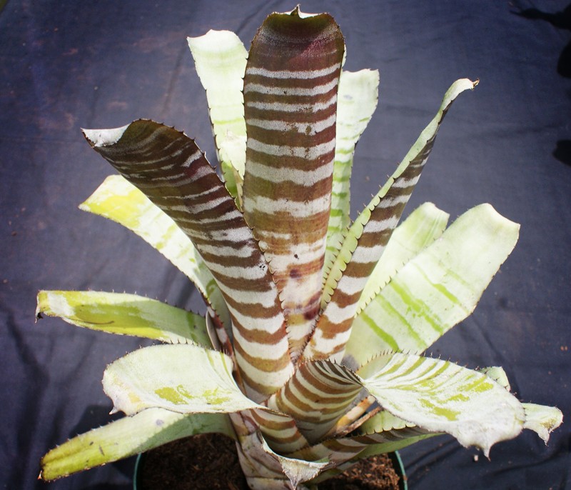 Bromeliad Aechmea CHANTINII BLACK Plant Tropical Plants eBay