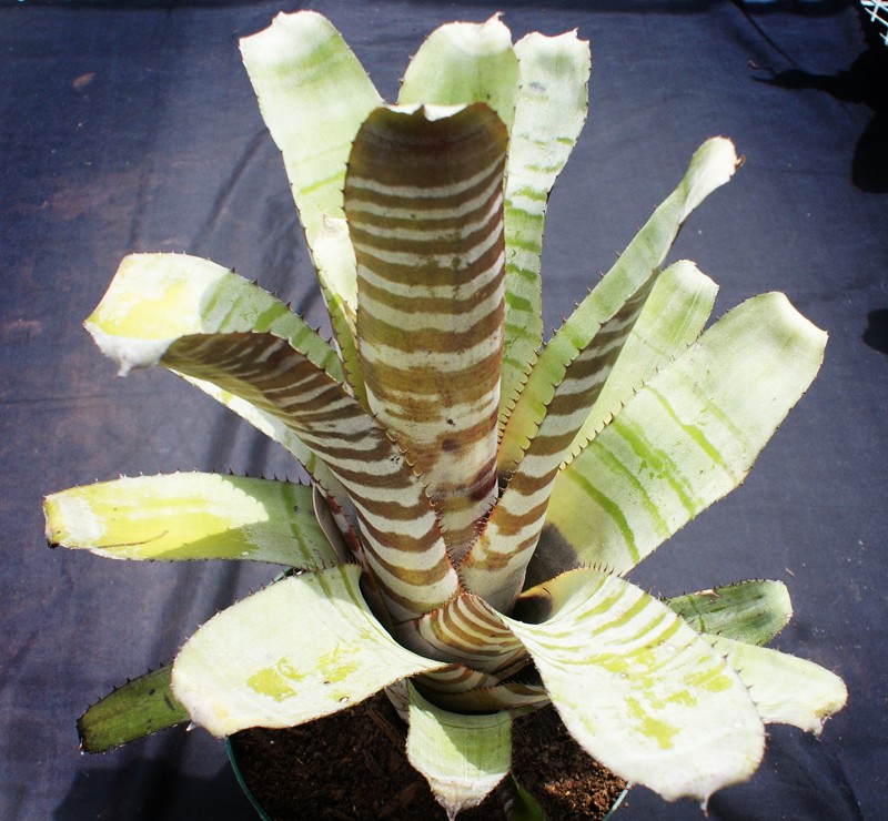 Bromeliad Aechmea CHANTINII BLACK Plant Tropical Plants eBay