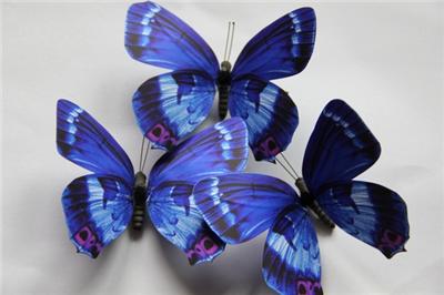 Butterfly Wedding Decor on Butterfly Wedding Favor   Home Decoration Royal Blue    Ebay