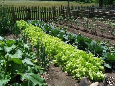 Vegetable Seed on Vegetable Seeds Organic Non Hybrid Non Gmo Seed Bank   Ebay