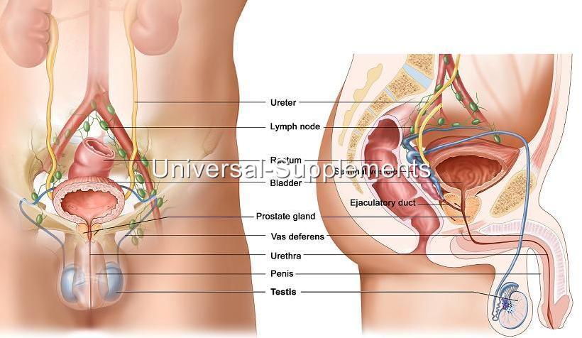 Pictures of men with a small penis