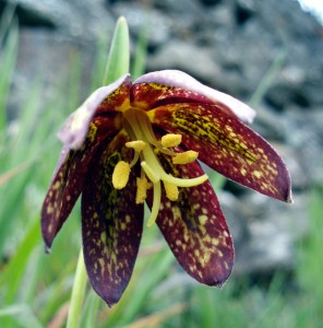 ... over Fritillaria Affinus var Tristulis "Mission Bells" 20 + Fresh Seed