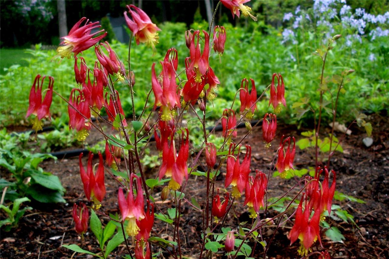 Aquilegia Canadensis "Canadian Red Columbine" 25 x Fresh Seed