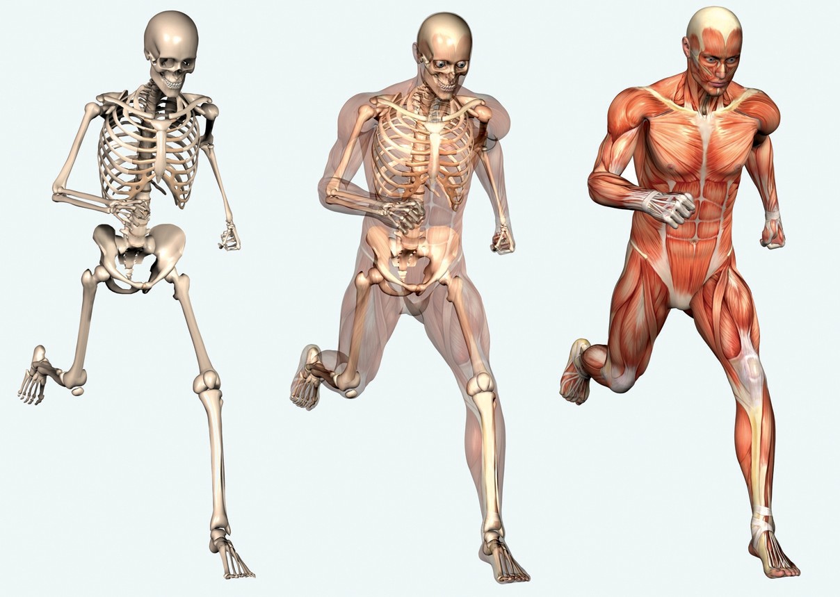 Body Systems Posters