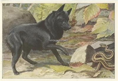 Dog+pictures+to+colour+and+print