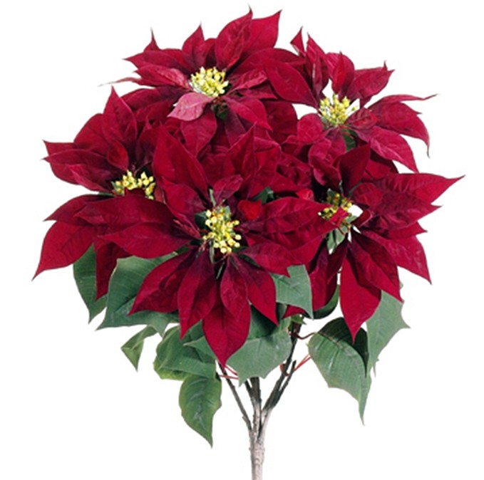 great new poinsettia christmas flowers now at designer great new poinsettia christmas flowers now at designer