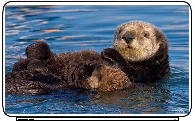 Cute Netbook Bags on Cute Sea Otters Laptop Netbook Skin Decal Cover Sticker Ebay