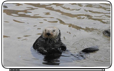 Cute Netbook Bags on Cute Sea Otters Laptop Netbook Skin Decal Cover Sticker Ebay