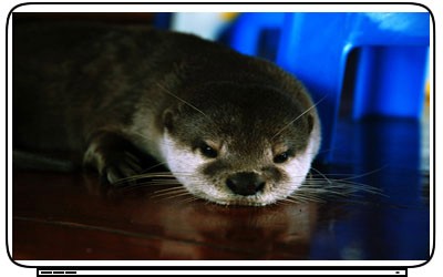 Cute Netbook Bags on Cute Sea Otters Laptop Netbook Skin Decal Cover Sticker Ebay