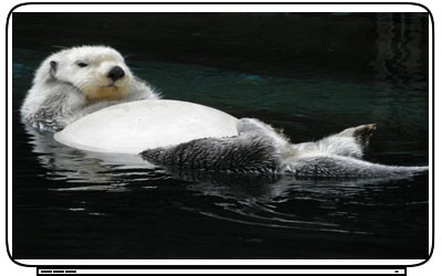 Cute Netbook Bags on Cute Sea Otters Laptop Netbook Skin Decal Cover Sticker Ebay