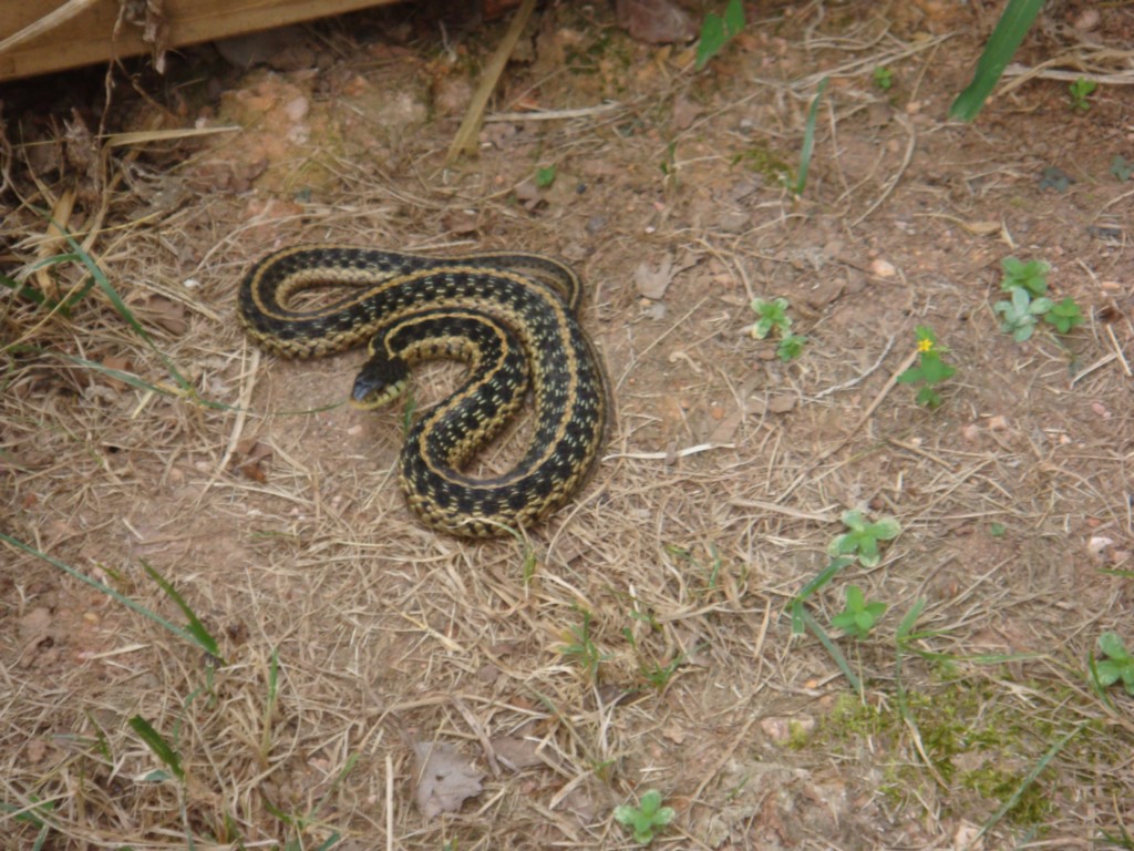 what-type-of-snake-is-this-house-neighborhood-move-charlotte