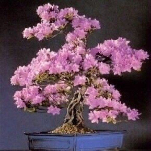 Judas Tree Bonsai Kit Grow Your Own BonsaiSeeds/Pots/Soil/Instruction/Wire eBay