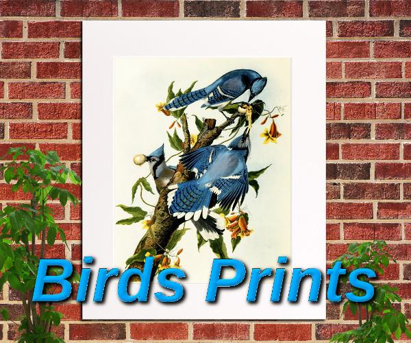 Birds Prints