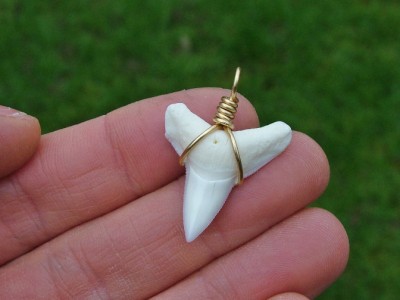 bull shark tooth. 23mm Bull Shark Tooth