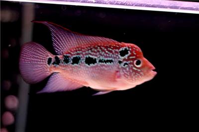 Guaranteed Freight on Flowerhorn G Kamfa Good Quality 3 5 Good Healthy Body Colour And
