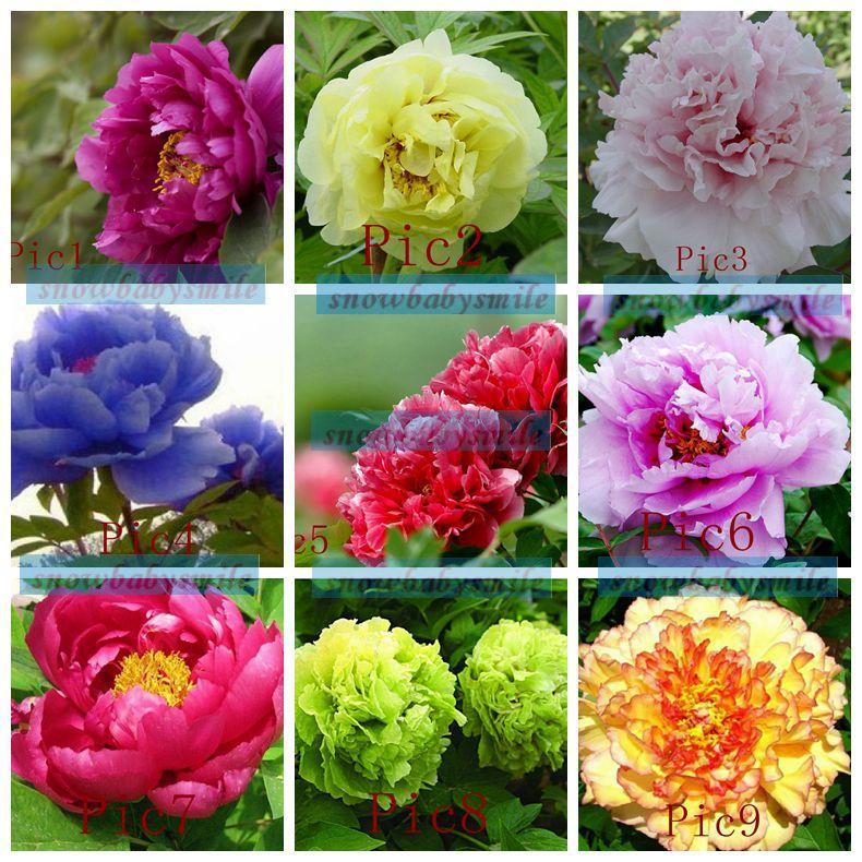 35 varieties rare china s peony seeds paeonia suffruticosa flower tree plant f s ebay 35 varieties rare china s peony seeds paeonia suffruticosa flower tree plant f s ebay