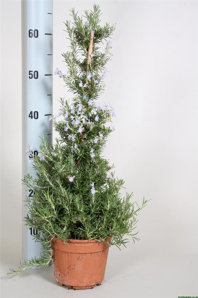 Shaped Herbs BAY LEAF TREES ROSMARY PLANTS BUY 1GET1 FREE!!! eBay