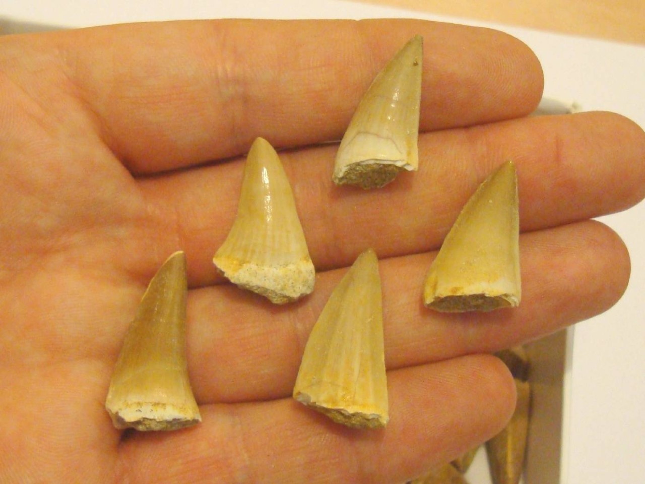 reptile teeth