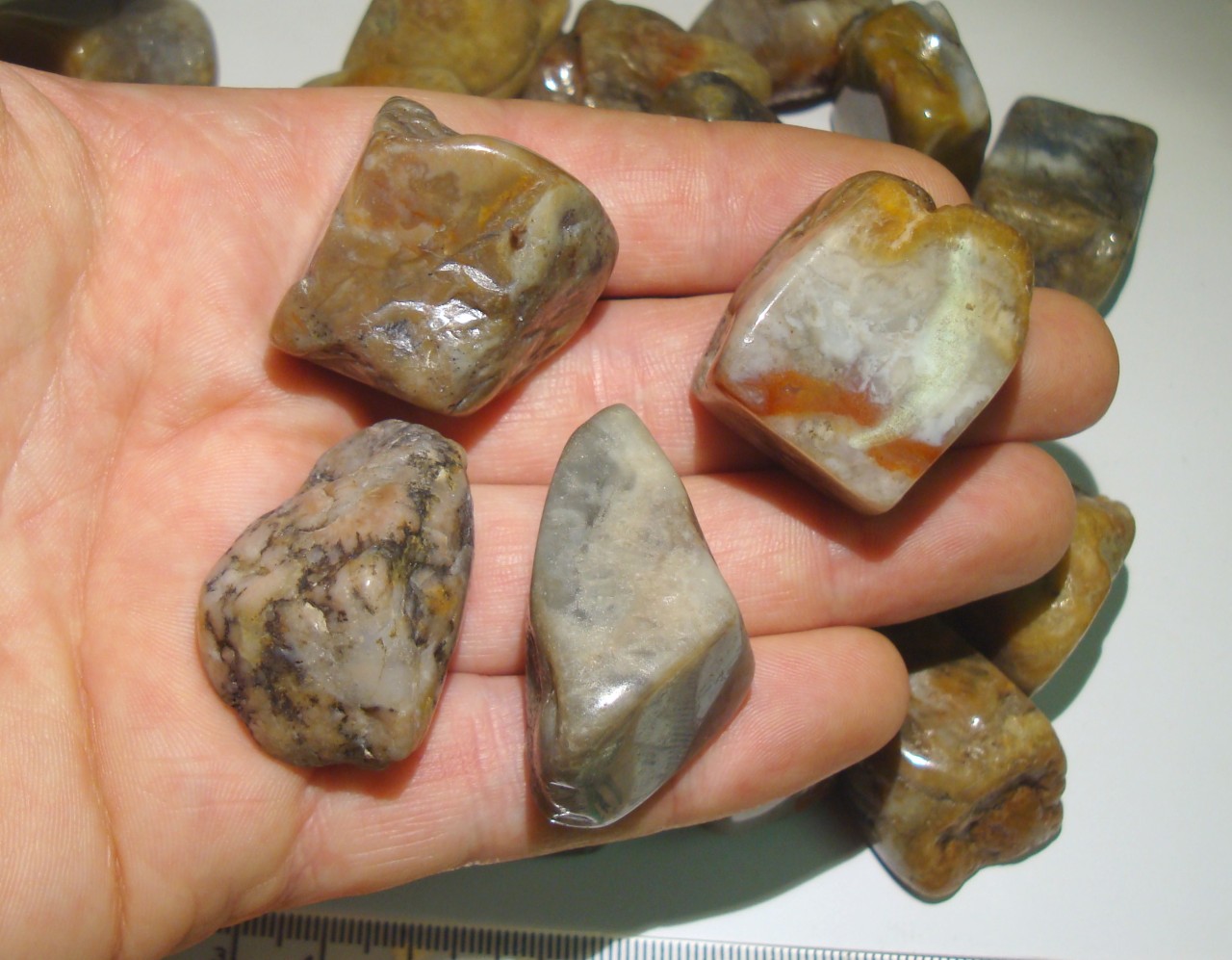 fossilised dinosaur poo