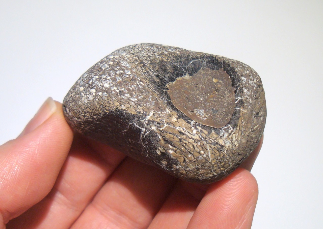 megalosaurus fossil