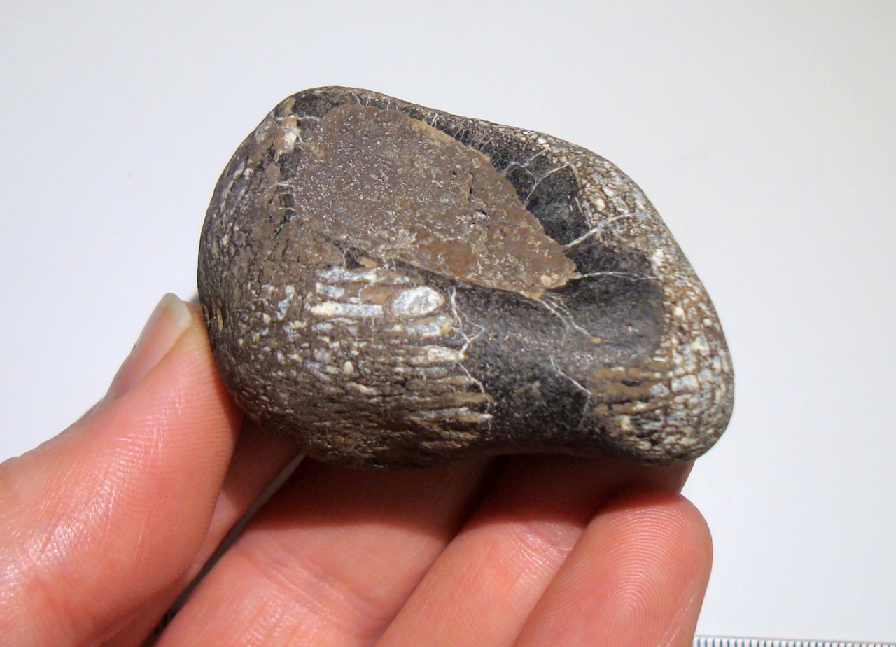 megalosaurus fossil