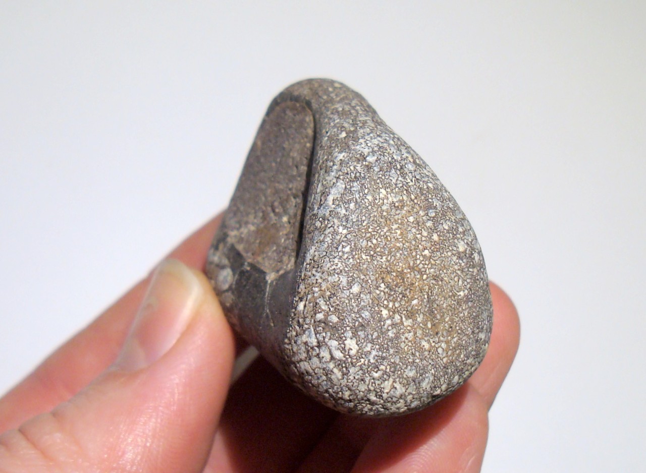 megalosaurus fossil