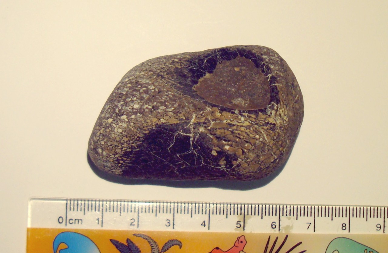 megalosaurus fossil