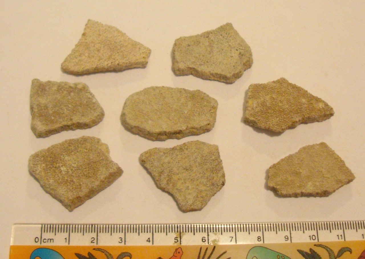saltasaurus fossil