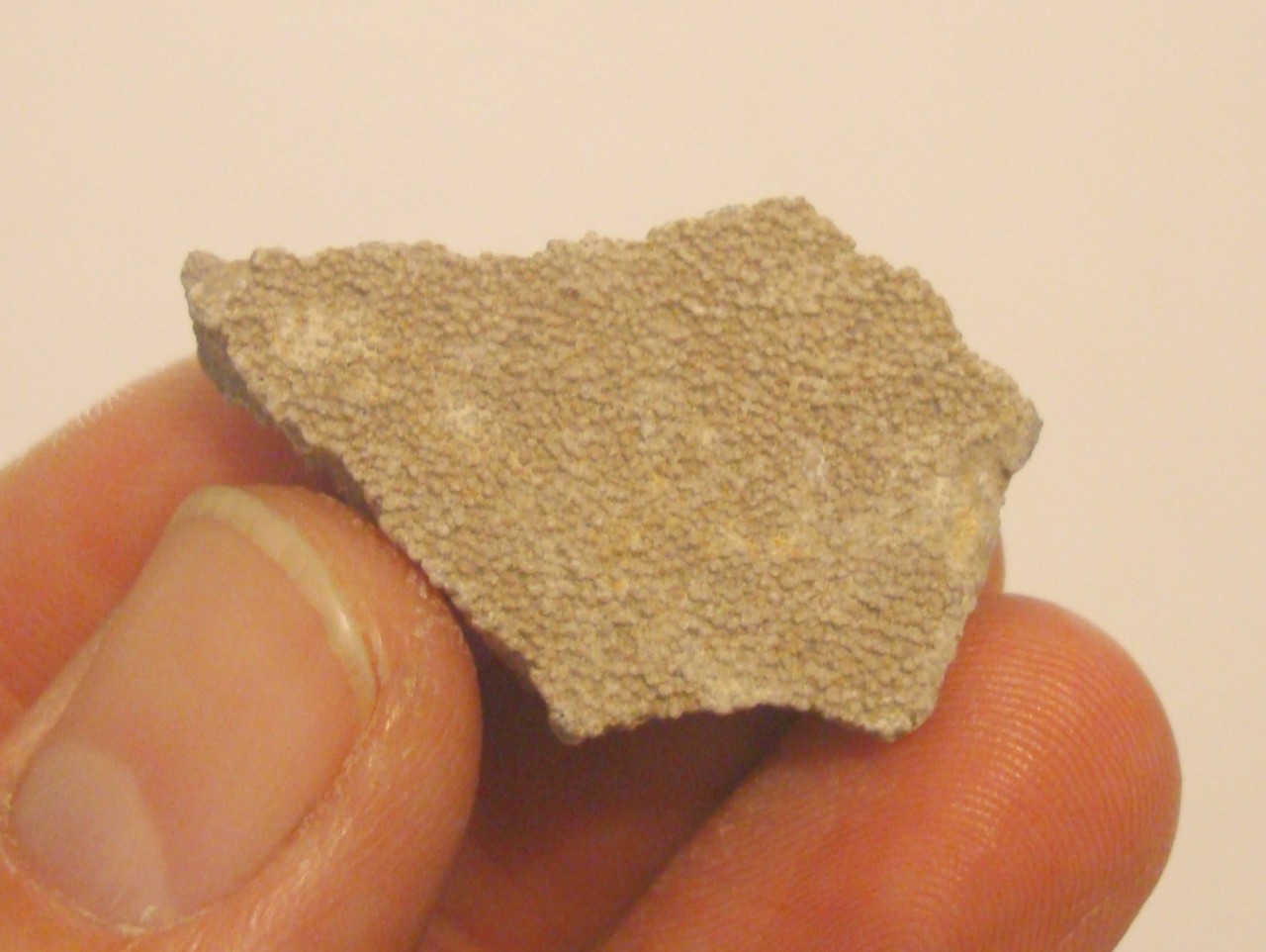 saltasaurus fossil