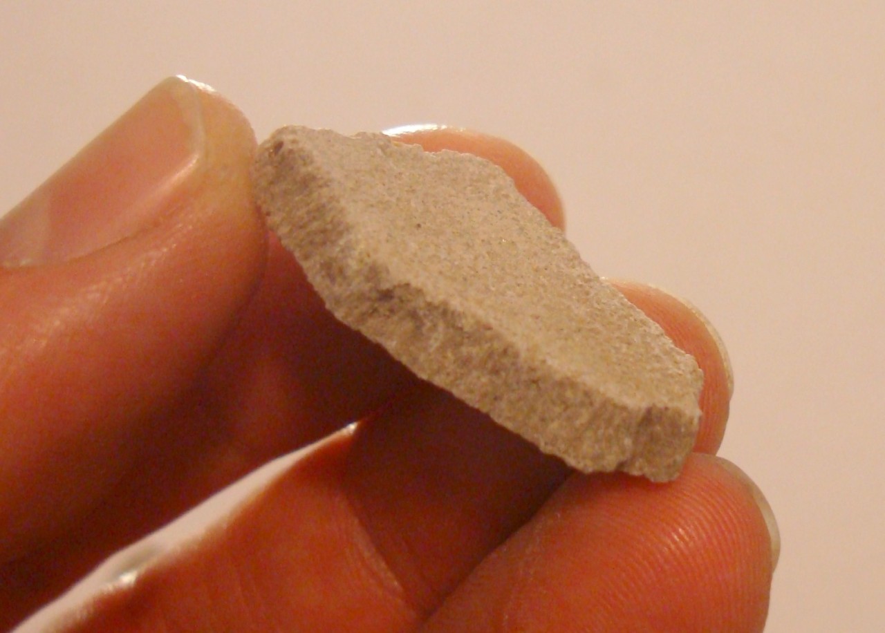saltasaurus fossil