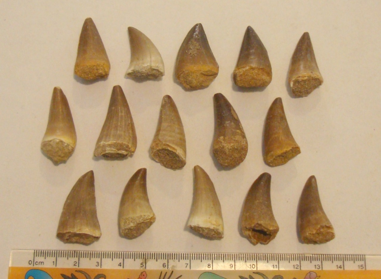 set of 2 authentic dinosaur teeth fossils 1 mosasaur tooth & 1 spinosaurus tooth