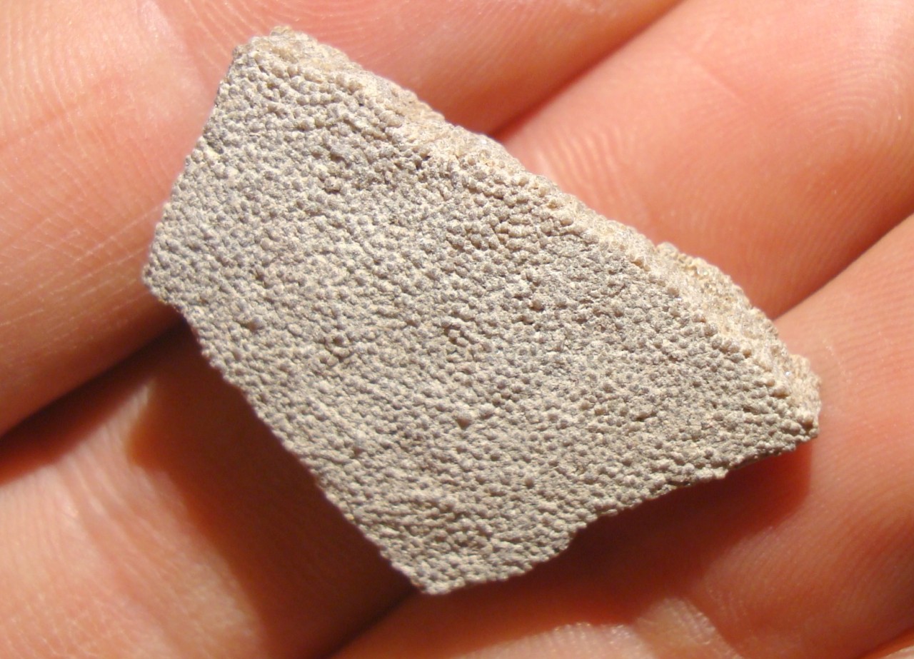 saltasaurus fossil