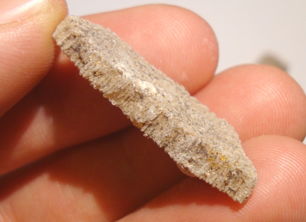 saltasaurus fossil