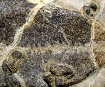 you dig fossils