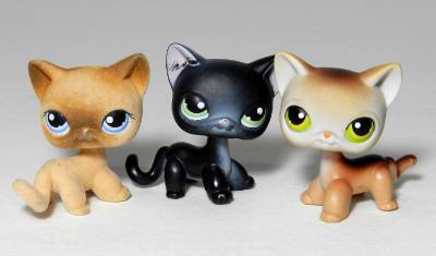 lps shorthair 336
