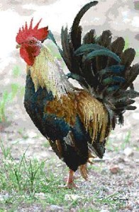 Rooster and hen cross stitch kit or pattern | Yiotas XStitch